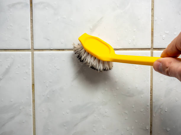 Reliable Prosperity, WV Mold Removal Solutions