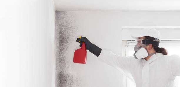 Certified Mold Removal in Prosperity, WV