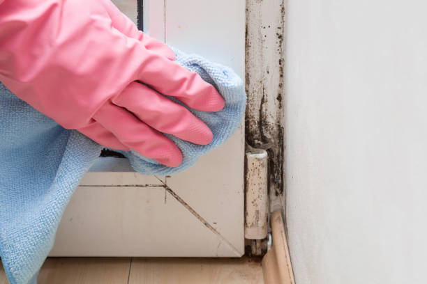 Best Commercial Mold Removal  in Prosperity, WV