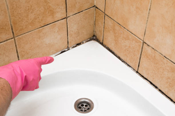 Best Mold Cleaning Services  in Prosperity, WV