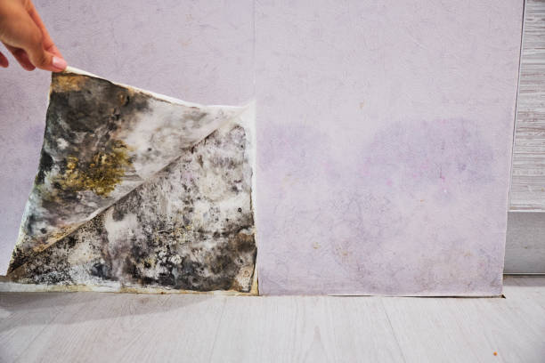 Best Professional Mold Removal  in Prosperity, WV